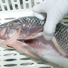 Load image into Gallery viewer, Volta Tilapia