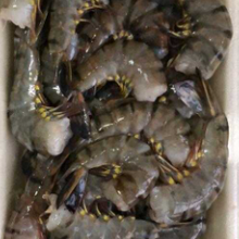 Load image into Gallery viewer, Volta Tiger Prawn