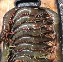 Load image into Gallery viewer, Volta Tiger Prawn