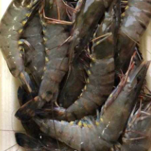 Load image into Gallery viewer, Volta Tiger Prawn