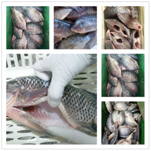 Load image into Gallery viewer, Volta Tilapia
