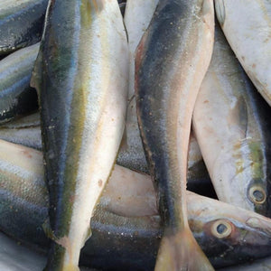 Doctor Fish