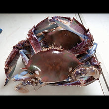 Load image into Gallery viewer, Crab
