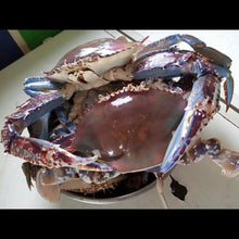 Load image into Gallery viewer, Crab
