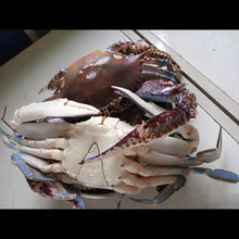 Load image into Gallery viewer, Crab
