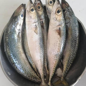 Mackerel