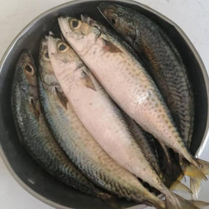 Mackerel