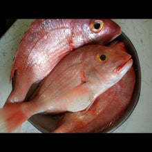 Load image into Gallery viewer, Red Fish
