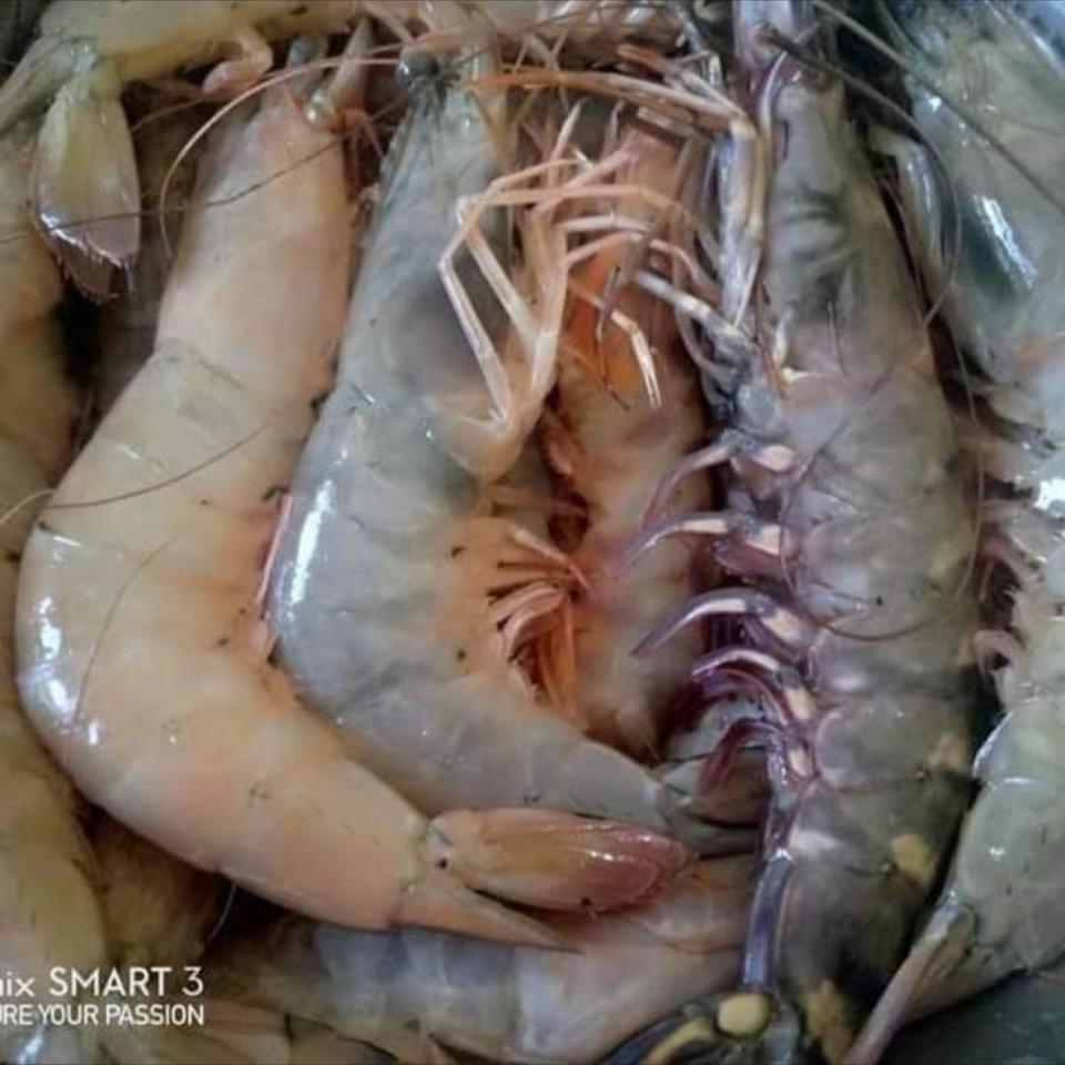 Fresh Prawns