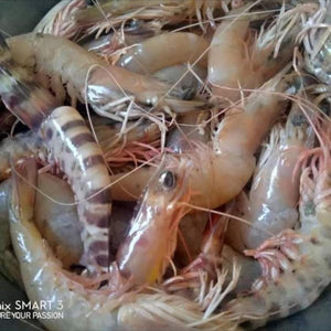 Fresh Prawns