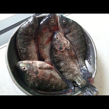 Load image into Gallery viewer, Tilapia
