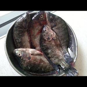 Tilapia