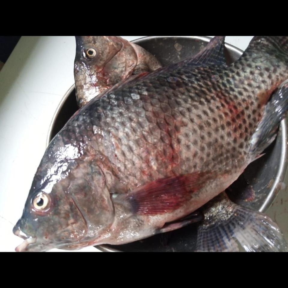 Tilapia