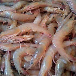 Shrimps