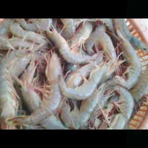 Shrimps