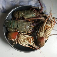 Load image into Gallery viewer, Lobsters
