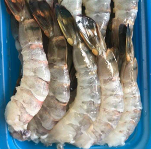 Volta Tiger Prawn