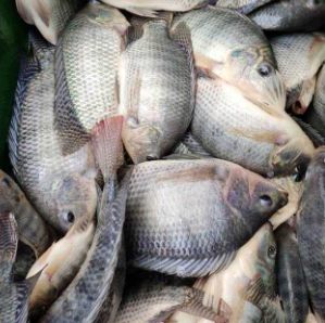 Volta Tilapia Carton – ghanajom