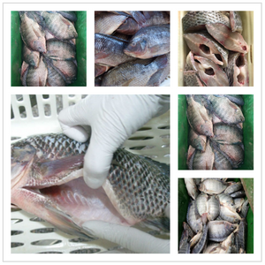 Volta Tilapia